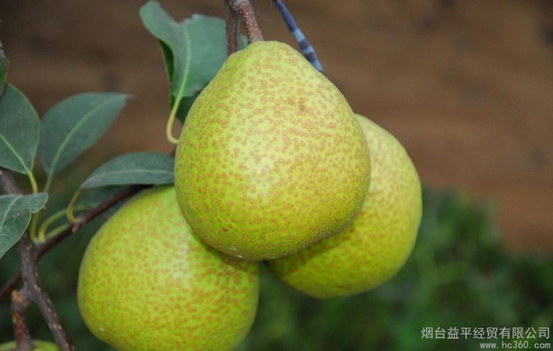 供应慧聪优质供应商烟台益平纯天然无公害   烟台水果