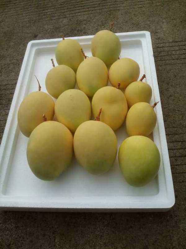 欢乐果园水果  厂家